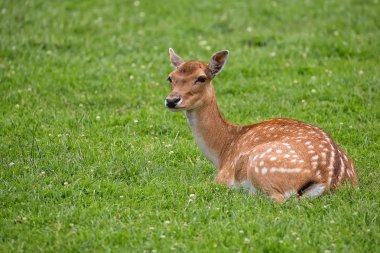 Alageyik bir takas dinlenme 