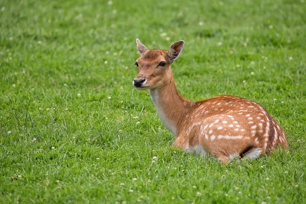 Damwild ruht auf einer Lichtung — Stockfoto