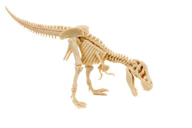 Beyaz bir arka plan üzerinde T-Rex iskelet 
