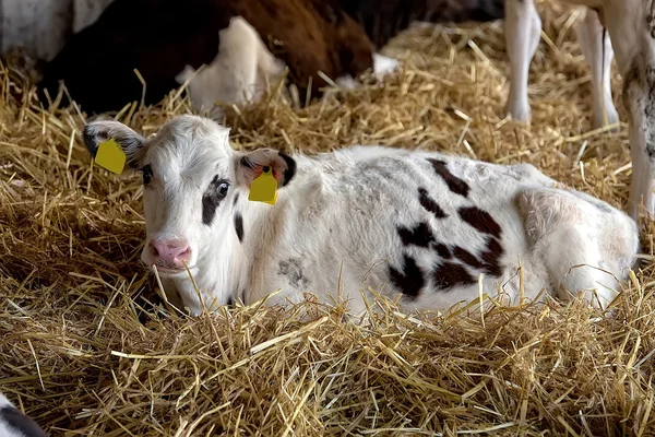 Calf on the farm — Stock Photo, Image