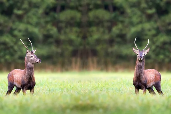Czerwone jelenie na polanie w dziczy — Zdjęcie stockowe