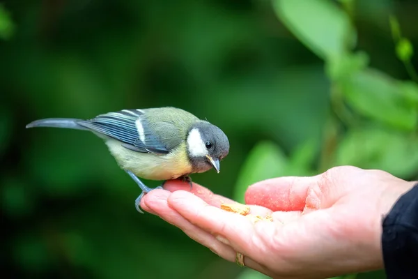 手から食べてシジュウカラ — ストック写真