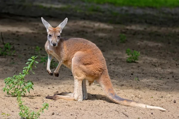Kangoeroe in het wild — Stockfoto