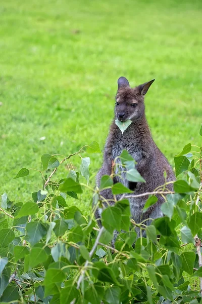 Canguro de cuello rojo wallaby en la naturaleza — Foto de Stock