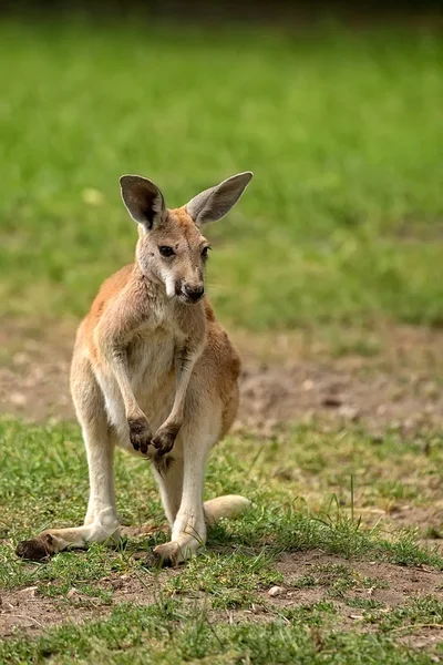 Kangoeroe in het wild — Stockfoto