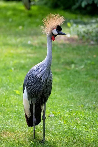 Grijze kroonkraan - Balearica regulorum in het wild — Stockfoto