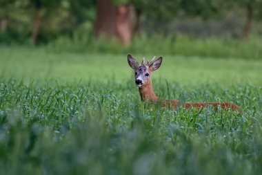 Buck geyik bir açıklıkta 