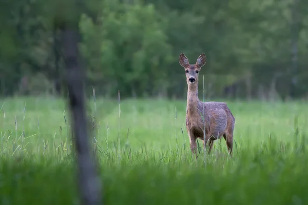 Sarna w środowisku naturalnym — Zdjęcie stockowe