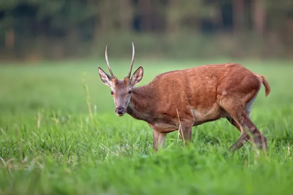 Красный олень на поляне в дикой природе — стоковое фото