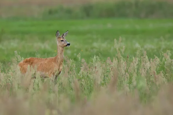 Roe-deer in a clearing — Stock Photo, Image