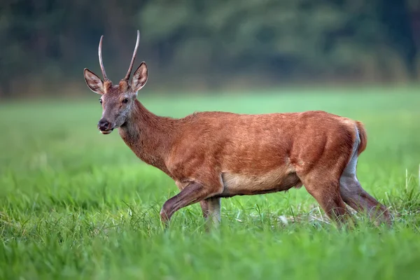 Cerf rouge en fuite dans la nature — Photo