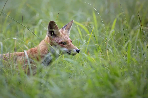 Zorro en la naturaleza —  Fotos de Stock