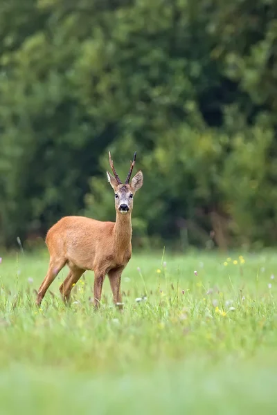 Buck deer in a clearing — Stock Photo, Image