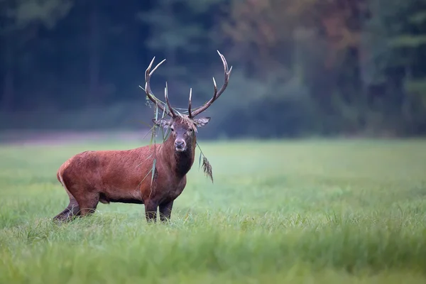 Red deer in een open plek — Stockfoto