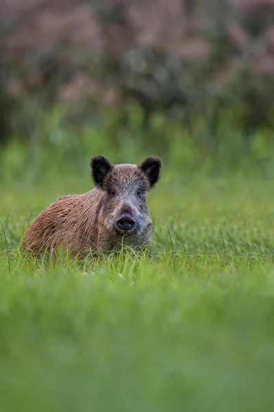 Wilde zwijnen in het bos — Stockfoto