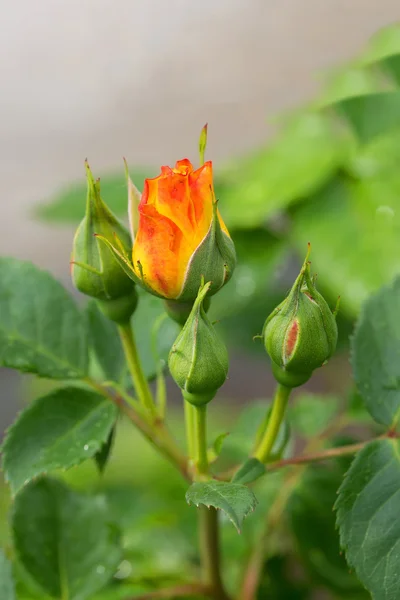 Rosas no jardim — Fotografia de Stock