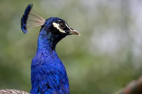 Peacock, een portret — Stockfoto