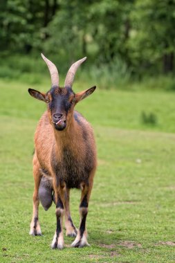 Keçi bir açıklıkta 