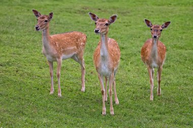 Vahşi nadas geyikler 