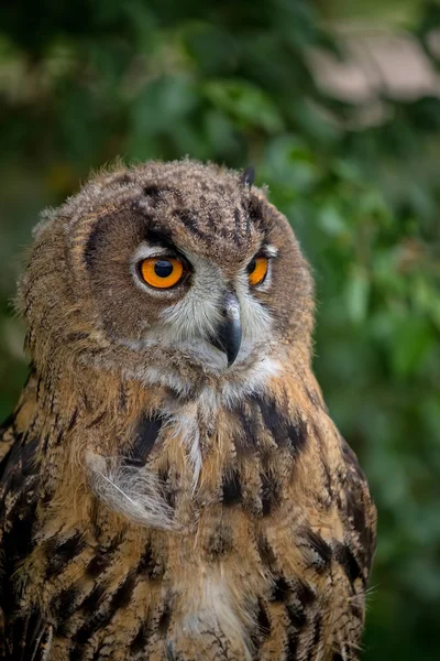 Eagle-owl in the forest, a portrait — Stock Photo, Image
