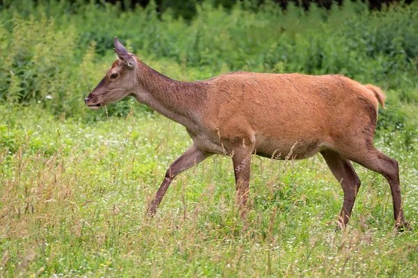 Red deer on the run in the wild