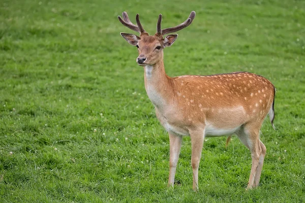 Fallow deer in the wild — Stock Photo, Image