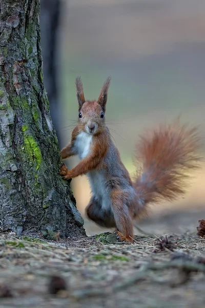 Rode eekhoorn in het wild — Stockfoto