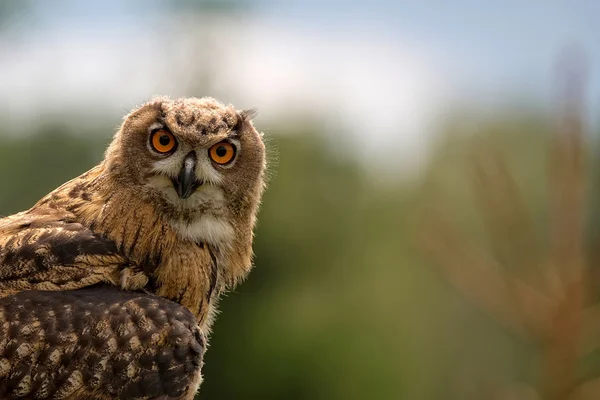 Eagle-owl in the wild, a portrait — Stock Photo, Image
