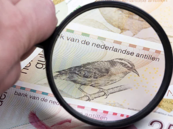 Netherlands Antilles Gulden in a magnifying glass
