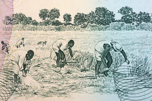 ガーナのお金から畑で収穫 — ストック写真