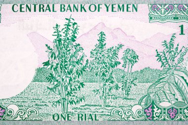 Yemenli Riyal 'den dağlı kahve bitkileri