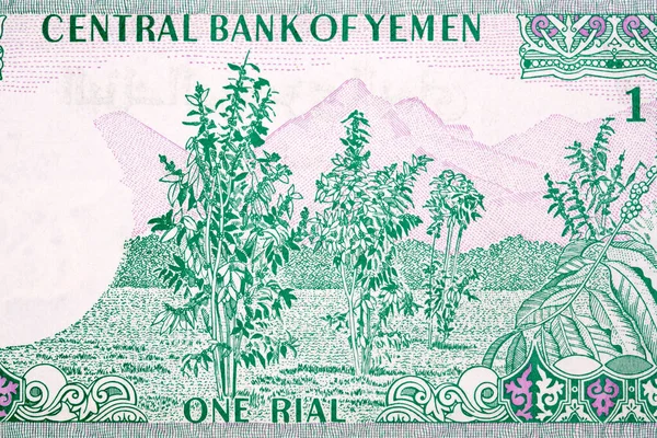 Kaffeväxter Med Berg Från Jemen Rial — Stockfoto