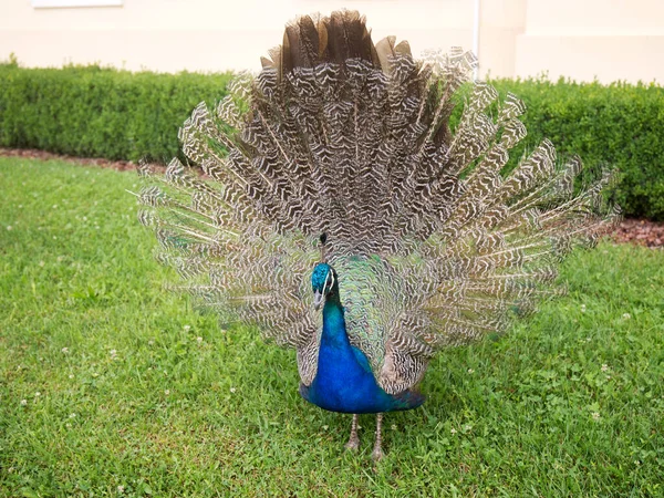 Pavo Real Con Cola Extendida — Foto de Stock