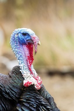 Bir hindinin portresi.