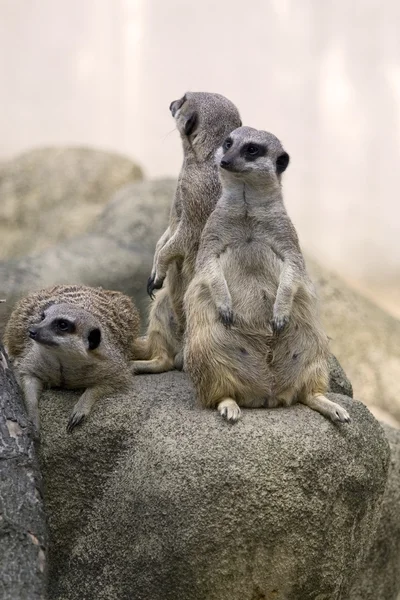 Meerkats - en familj — Stockfoto