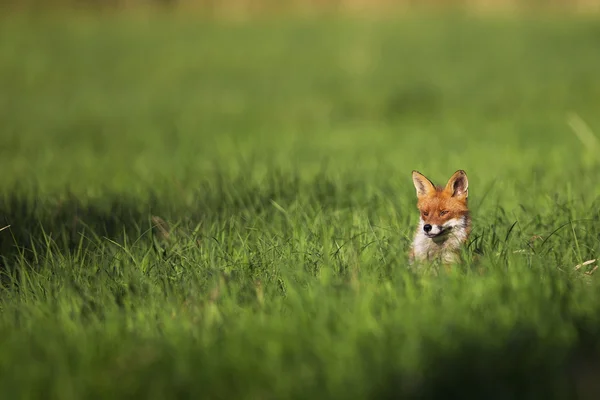 Renard dans une clairière — Photo