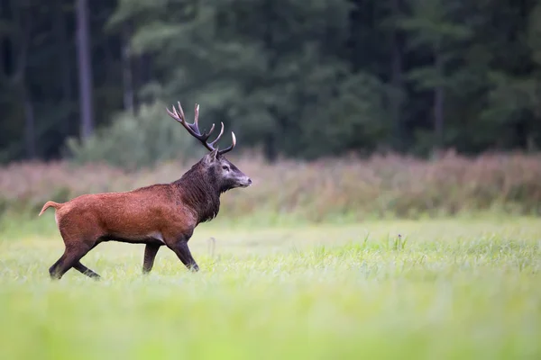 Rothirsch in freier Wildbahn — Stockfoto