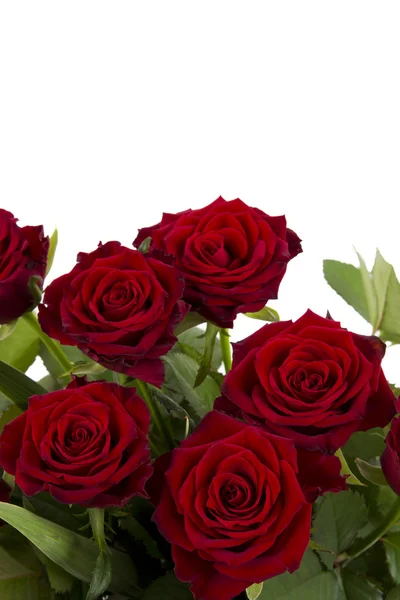 Red roses on a white background — Stock Photo, Image