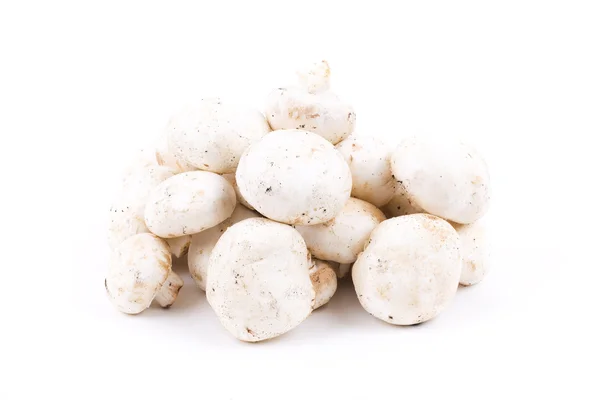 Cogumelos em um fundo branco — Fotografia de Stock