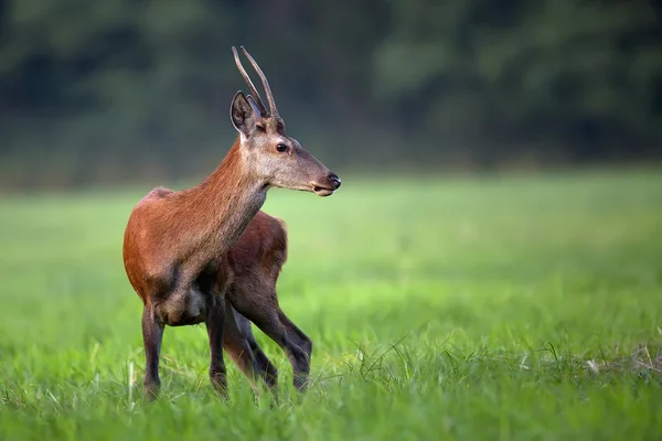 Ciervo rojo joven en un claro — Foto de Stock