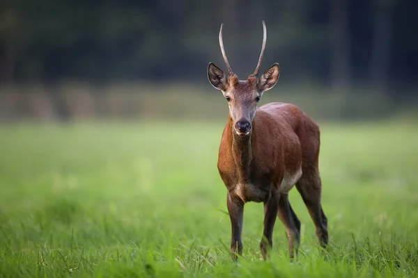 Red deer in een open plek — Stockfoto