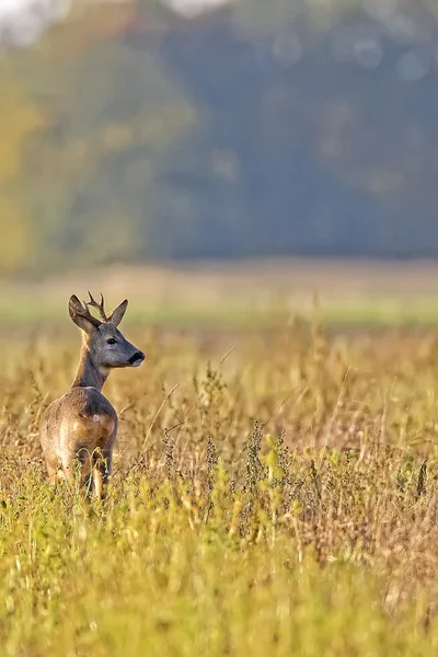 Jeleń Buck na polanie — Zdjęcie stockowe