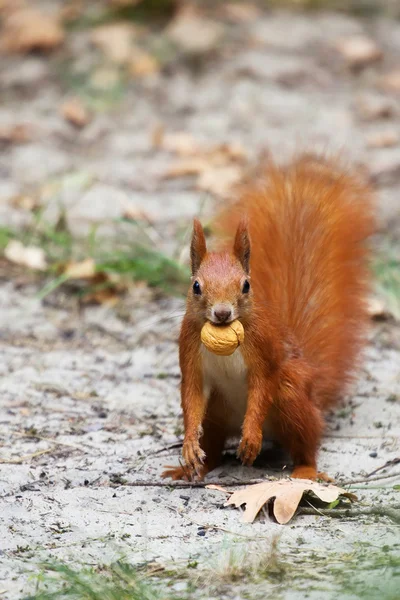 Rode eekhoorn in het wild — Stockfoto