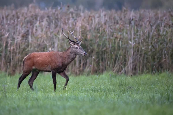 Veado vermelho em uma clareira — Fotografia de Stock