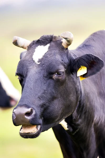 Cow in a clearing — Stock Photo, Image
