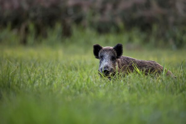 Boar in a clearing