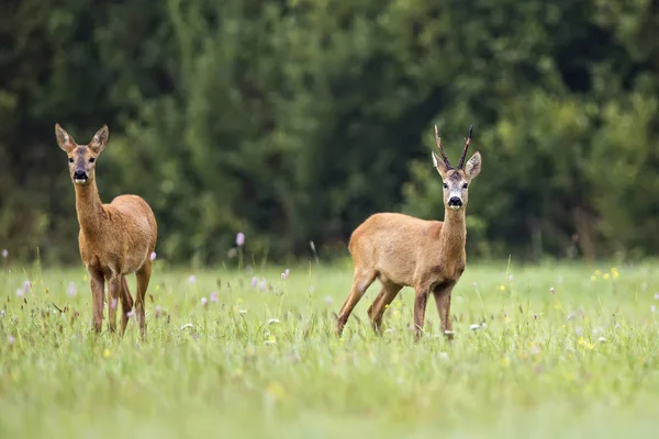 Buck deer with roe-deer — Stock Photo, Image