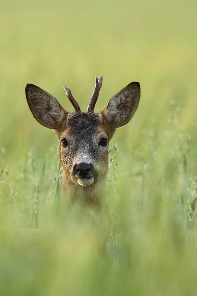 Buck herten in een open plek, een portret — Stockfoto