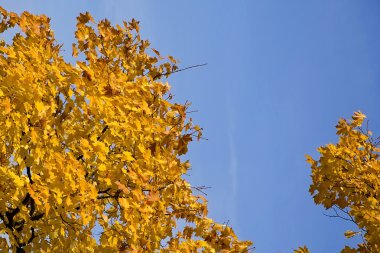 Mavi bir gökyüzü, bir arka plan üzerinde sarı yapraklar