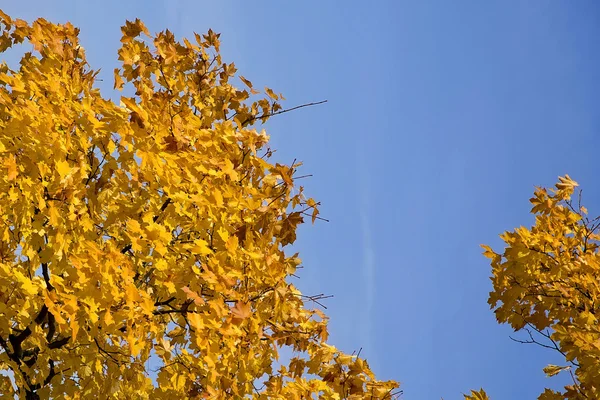 Mavi bir gökyüzü, bir arka plan üzerinde sarı yapraklar